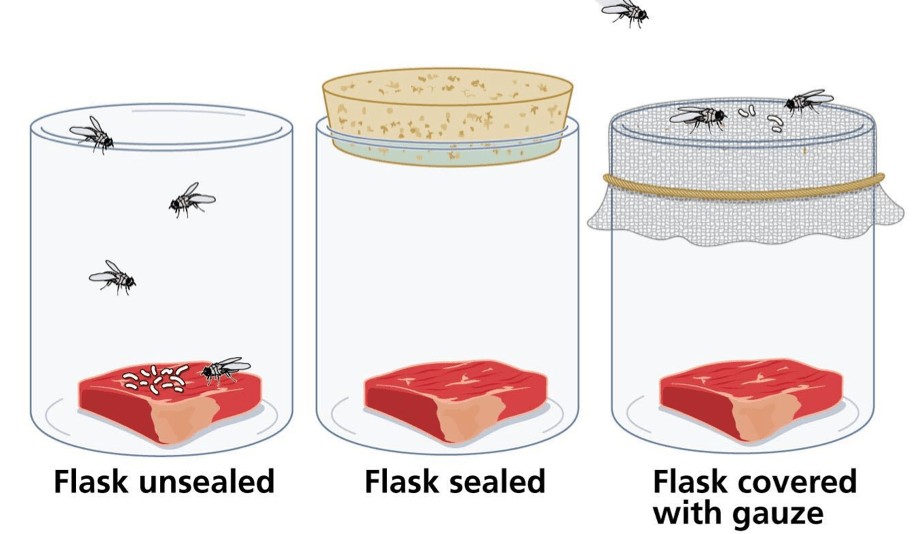 Francesco Redi's Experiment