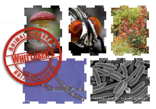 Pictorial Representation of Whittaker's Classification