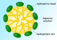 A micelle, Microbiology's essential paradigm.