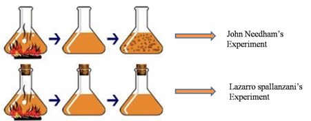 Lazarro Spallanzani's & John Needham’s Experiments
