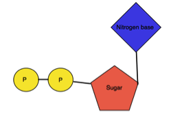 Nucleotide