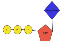 Nucleotide