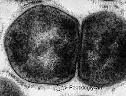 Bacterial cell Wall composition