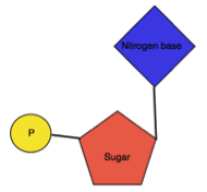 Nucleotide