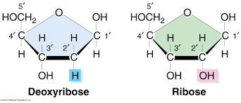 Ribose and Deoxyribose sugar