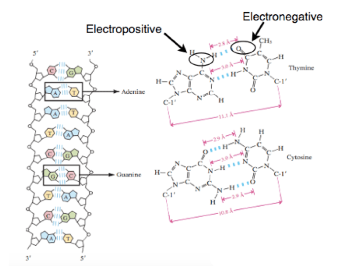 Electropositive and Electronegative.