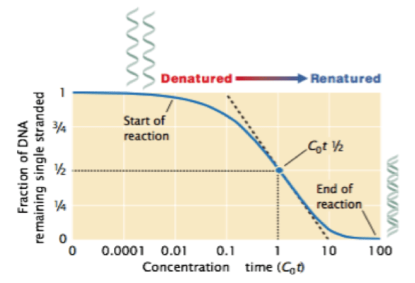 The plot depicts the renaturation of double stranded DNA of prokaryotic cell.