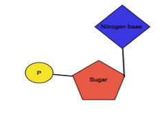 Nucleotide