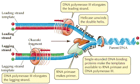 Replication fork