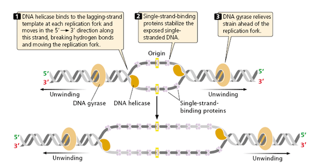 Replication initiation