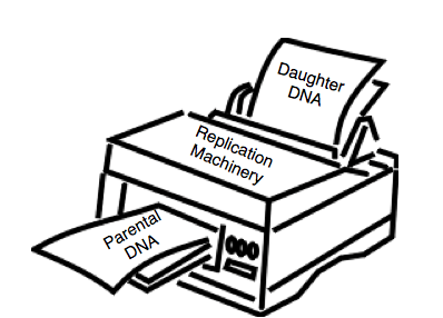 DNA replication