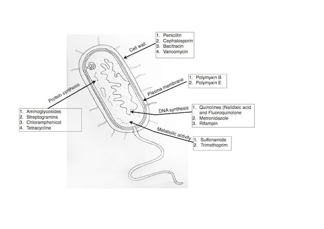 Antibiotics Classification based on mode of its action