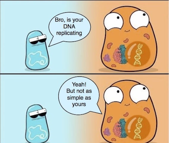 Comparing DNA Replication in Prokaryotes and Eukaryotes