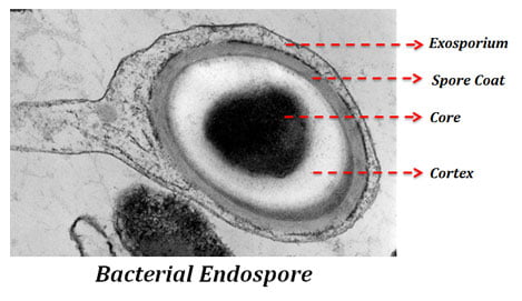 Structure, Characteristics & Stages of Endospore formation