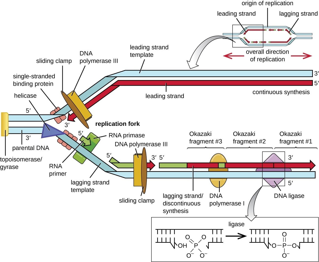 Bacterial DNA Replication – A quick and easy read
