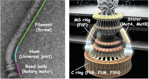 Bacterial Flagella, its types and Chemotaxis