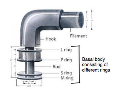 Structure of Flagella