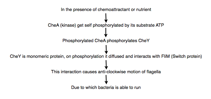 Cascade of flagella movement