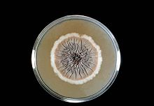 Sabouraoud Dextrose Agar (SDA) Media for Fungi
