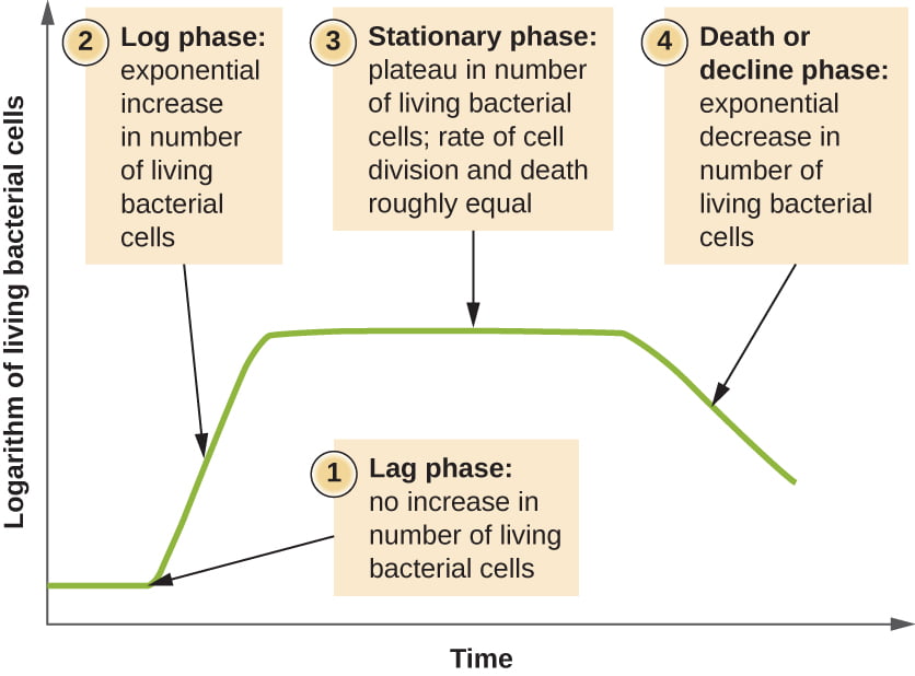 Bacterial growth curve 