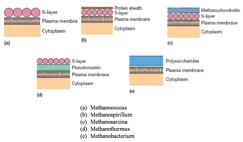 Types of Envelops