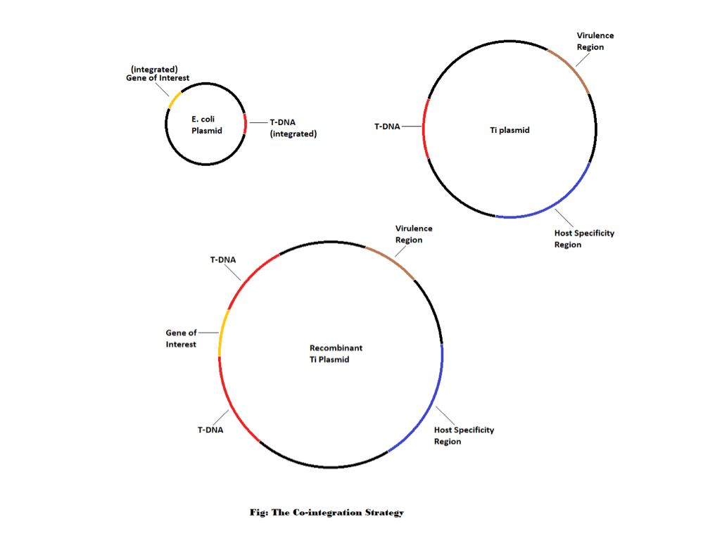 Cointegration strategy