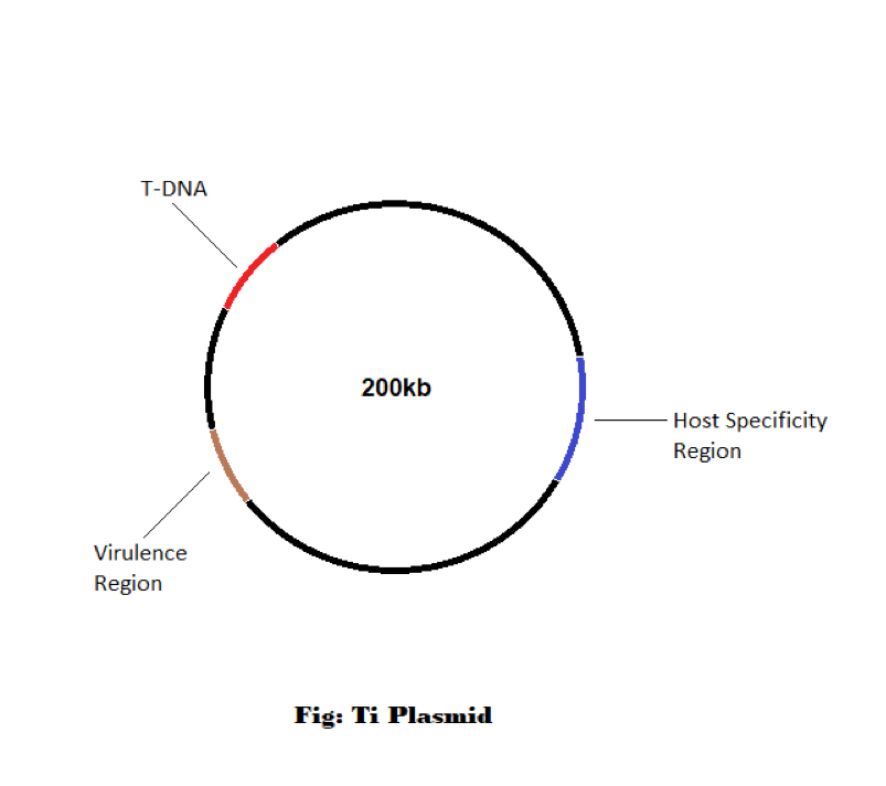 Ti Plasmid