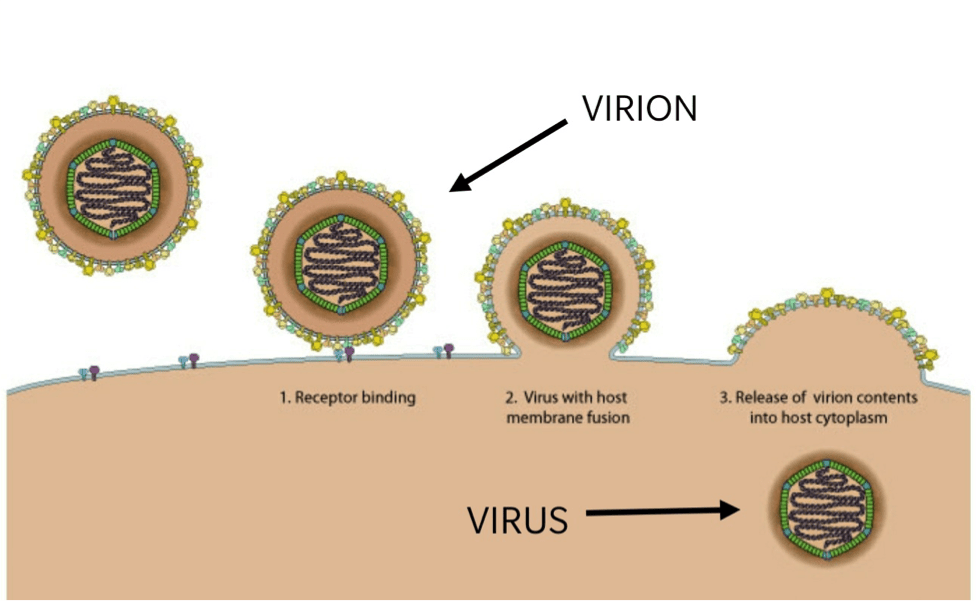 Viruses