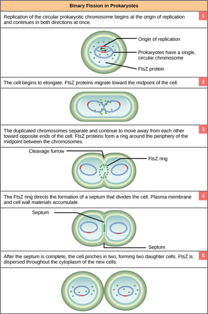 Binary Fission