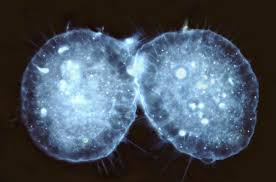 Binary Fission – An Asexual Mode of Reproduction