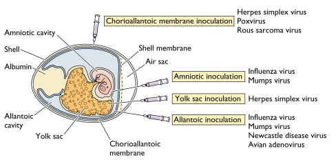 Viruses in eggs