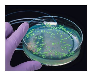 Horizontal Gene Transfer – Bacterial Transformation