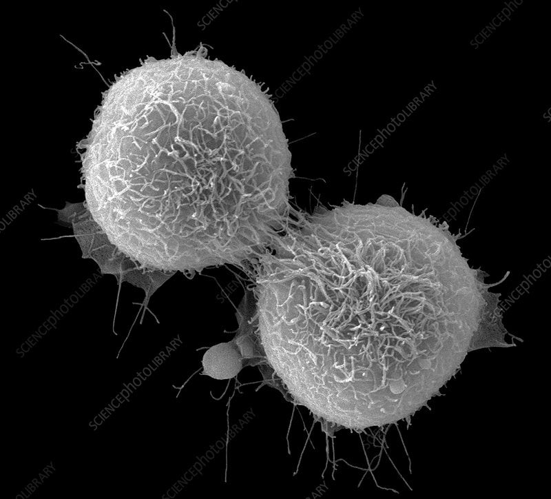 A Eukaryotic Cell Cycle- An Overview