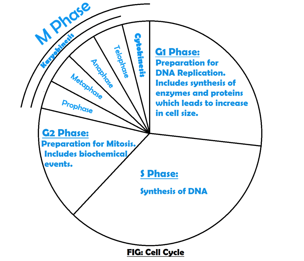 Cell Cycle