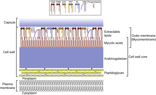 Cell of Acid Fast staining bacteria