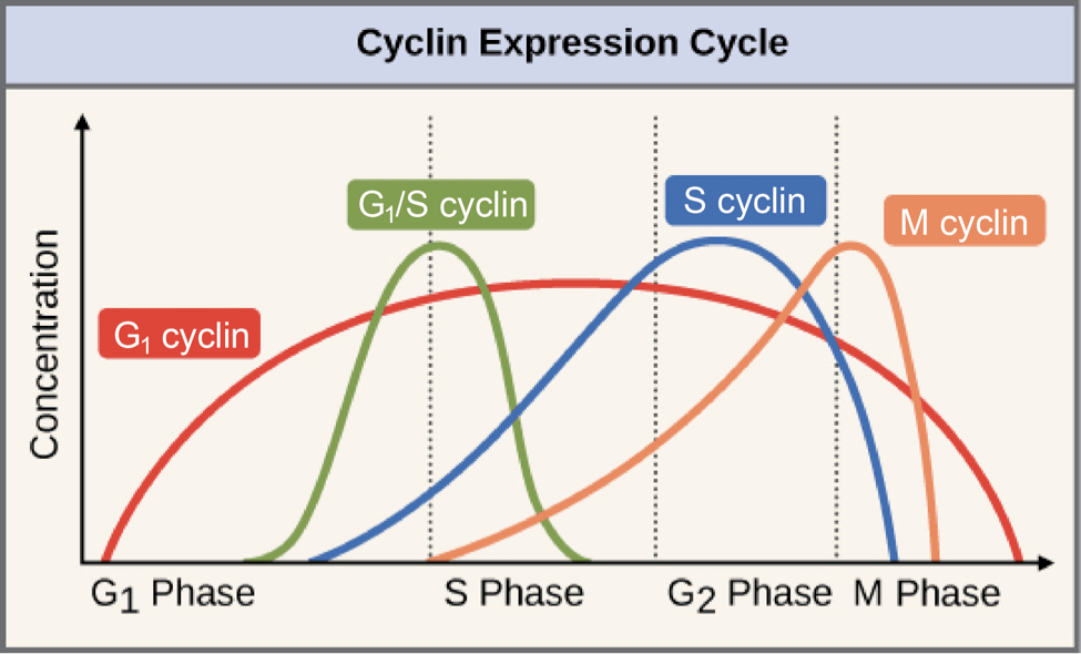 Cyclins