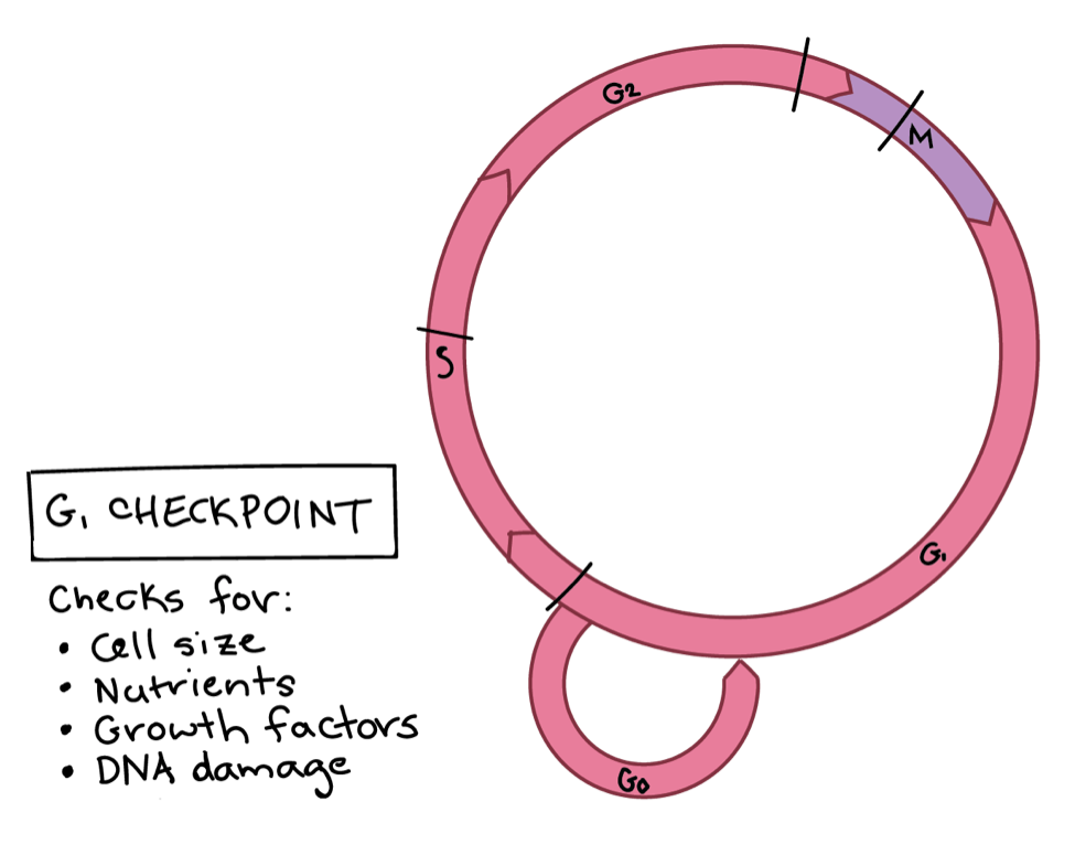 Cell cycle checkpoints