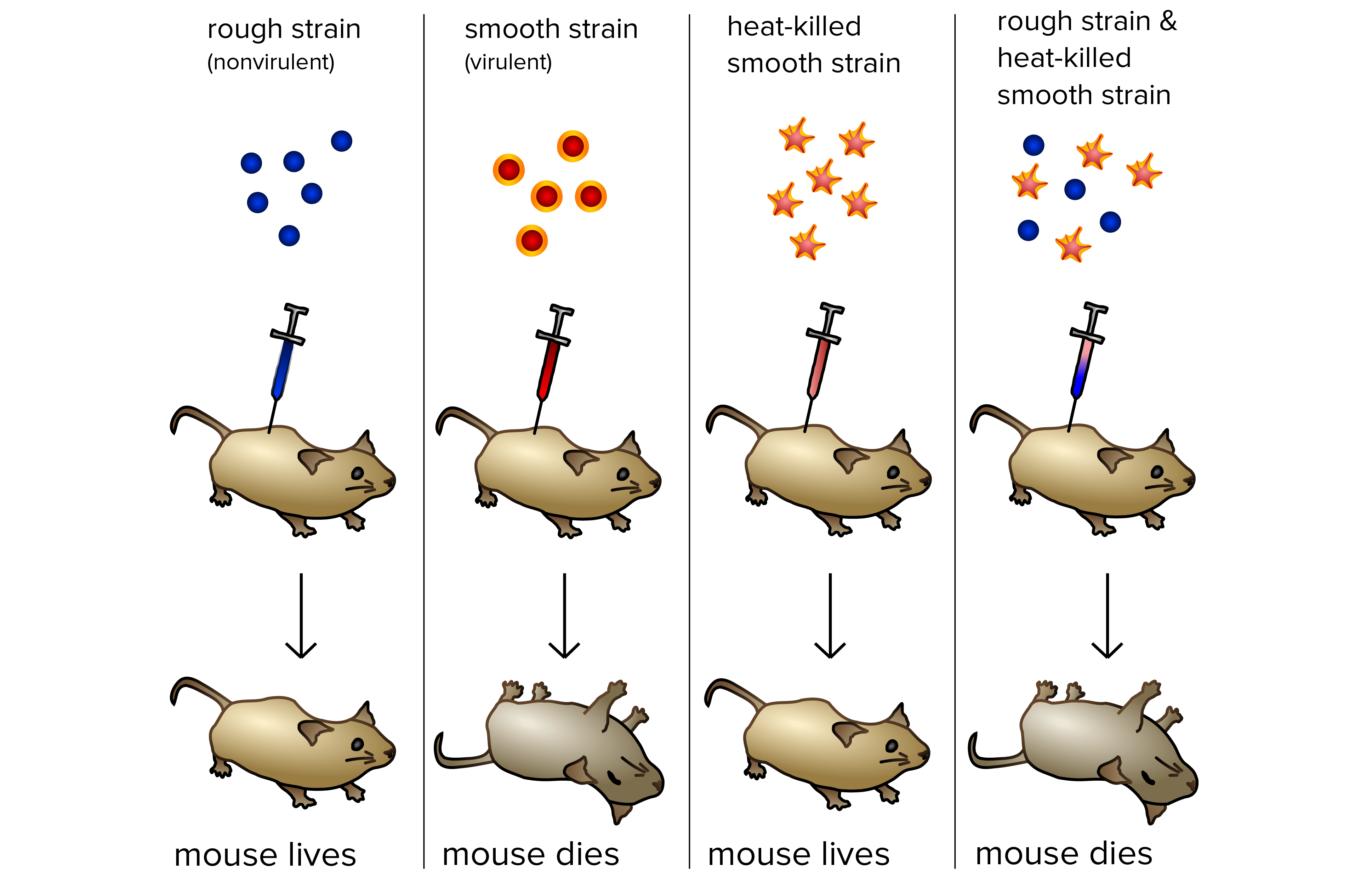 Grifith Experiment Bacterial Transformation