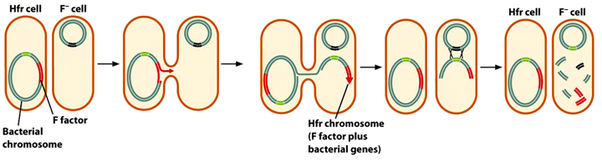 Hfr and F- conjugation