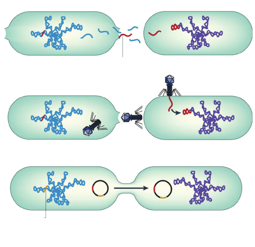 Horizontal Gene transfer