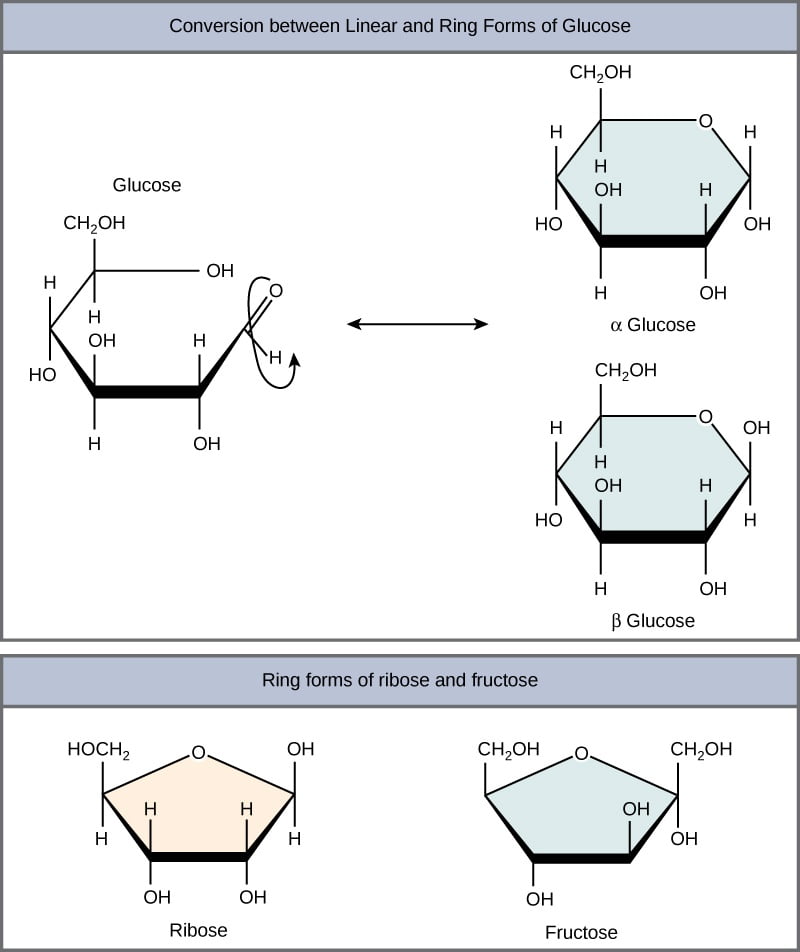 Alpha and Beta form of Carbohydrates