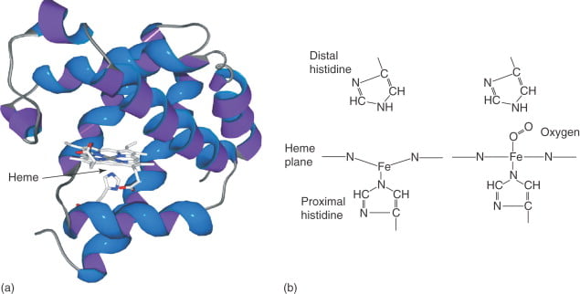 Globular Proteins Myoglobin