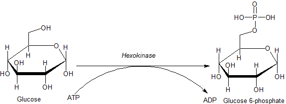 Globular Proteins Hexokinase