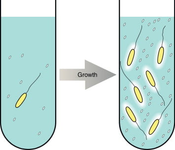 Methods for Measuring Bacterial Growth