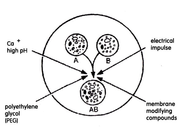 http://biotechnology4you.com/biotechnology_agriculture_methods_transfer_genes_plants.html