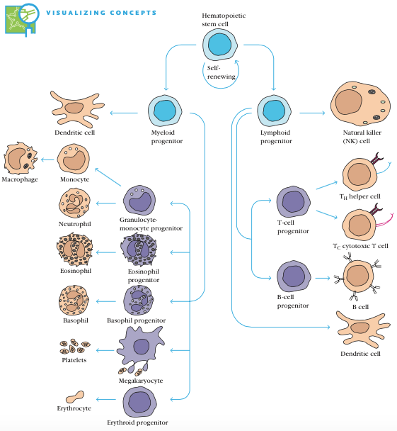 Hematopoiesis 