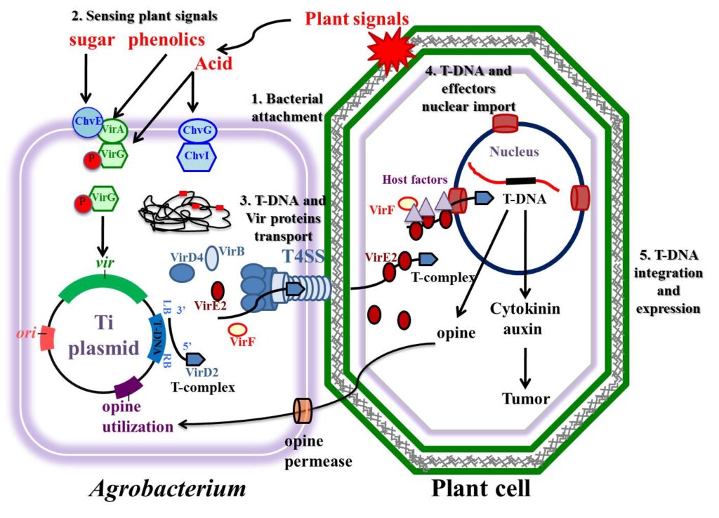	Agrobacterium tumefaciens mediated gene transfer