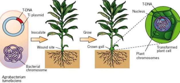 	Agrobacterium tumefaciens mediated gene transfer