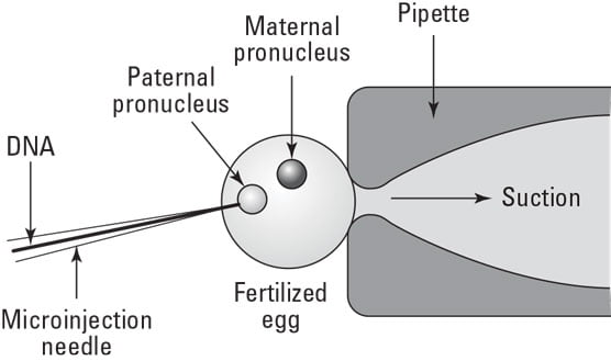 Microinjection Gene Transfer