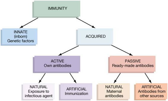 Types of Immunity